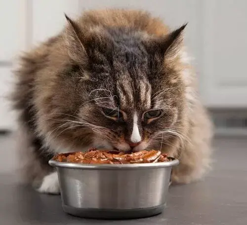 Корм для кошек Royal Canin – здоровье и красота питомца
