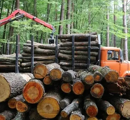 Продаж деревини для бізнесу: як зробити вигідну покупку