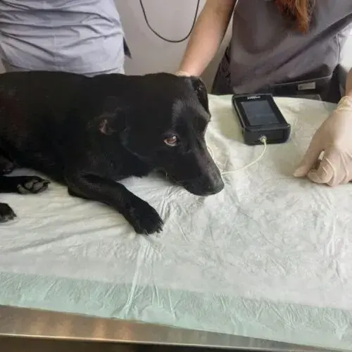 На Чугуївщині викрили садиста, який знущався з тварин