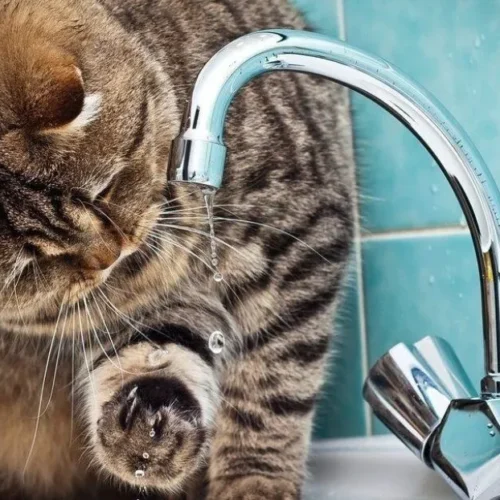 Зміїв залишиться без водопостачання: мешканців центральної частини попередили про незручності