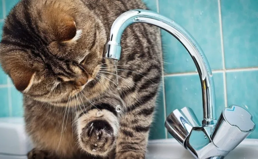 Зміїв залишиться без водопостачання: мешканців центральної частини попередили про незручності